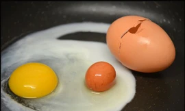 Quả "trứng lồng trứng" quý hiếm của đàn gà nhà bà Jane.
