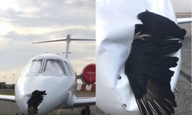 Đại bàng dính chặt mũi máy bay sau cú đâm 'định mệnh'