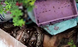 Hoảng hồn thấy cún cưng bị trăn ‘khủng’ tấn công