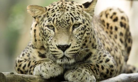 Ảnh minh hoạ: National Geographic