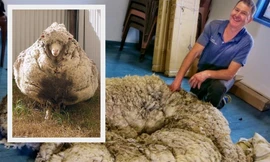 Giải cứu chú cừu suýt chết vì bộ lông nặng gần nửa tạ