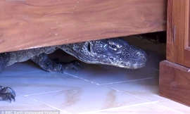 Con rồng Komodo chạy ra khỏi phòng tắm và trốn xuống gầm giường.