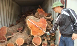 Người dân tiến hành đo đạc, kiểm tra lại số gỗ sưa đỏ tại nhà văn hóa thôn Phụ Chính (Ảnh: Nguyễn Trường).