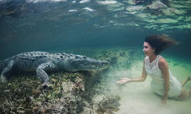 Mẫu trẻ liều mạng chụp ảnh giữa đầm đầy cá sấu Mỹ