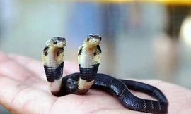 Rùng mình thấy rắn hổ mang hai đầu kỳ lạ ở Trung Quốc