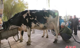 Nắm được thị hiếu của người tiêu dùng Trung Quốc là thích uống sữa tươi hơn sữa hộp, một lão nông ở tỉnh Cảm Túc đã dắt đàn bò sữa của mình xuống phố và vắt sữa giữa đường để bán với mong muốn mang sữa “xịn” không pha tạp đến tận tay người dân. 