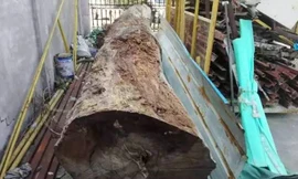 Lừa bán khúc gỗ giá... 5,5 tỉ đồng