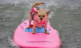 Tròn mắt xem các 'vận động viên' chó lướt sóng