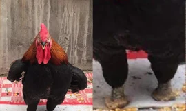 Gà trống dũng mãnh tự mổ gãy chân để đi lại bình thường