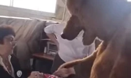 Cử tri Nga đóng giả gấu nâu, gấu trúc đi bỏ phiếu