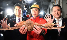 Chú cua tuyết "5 sao" trị giá 5 triệu yên. Ảnh: CNN