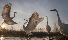 Ảnh minh họa: National Geographic