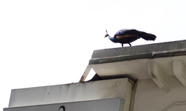 Khổng tước đậu trên sân thượng ngôi nhà ở quận 3. Ảnh: Tin Tin