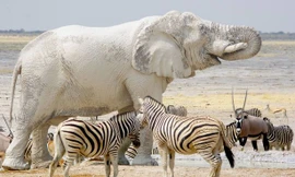 Tận thấy chú voi trắng toát sau khi tắm bùn 