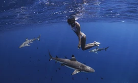 Nàng mẫu diện bikini nóng bỏng giữa đàn cá đuối gai độc