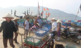 Sau khi có kết quả quan trắc, xét nghiệm cụ thể của các cơ quan chức năng, các cảng cá trên địa bàn Hà Tĩnh nhộn nhịp trở lại, người dân yên tâm bám biển. 