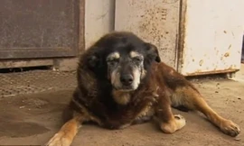 Cô chó "trăm tuổi" Maggie
