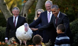 Ông Obama thực hiện nghi lễ ân xá gà tây hôm 23/11. Ảnh: Reuters