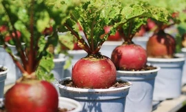 Rau củ vào chậu kiểng Tết hút hàng