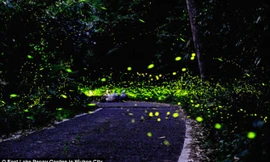 Trong vài năm gần đây, số lượng loài đom đóm trên thế giới đã giảm mạnh do môi trường bị ô nhiễm. Để góp phần cứu vãn tình trạng này, một công viên đom đóm đã được mở ra tại thành phố Vũ Hán, tỉnh Hồ Bắc (Trung Quốc). 