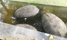 Các cá thể động vật quý hiếm được phát hiện.