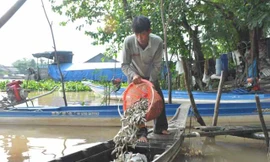 Khấm khá từ cá linh mùa lũ muộn