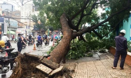 Cổ thụ cao 20m bật gốc trước cổng trường ở Sài Gòn