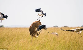 Không bắt được thú lớn, sư tử vồ cò trắng ăn tạm