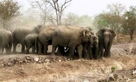 Đàn voi rừng xuất hiện bên đường đi lại của người dân