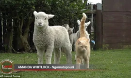 Steve đi đến đâu là đàn cừu đi theo đến đấy.