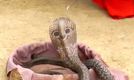 Tròn mắt với rắn hổ mang có... mặt cười trên lưng