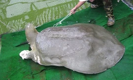 Xác cụ rùa sẽ được chế tác giống thực tế nhất