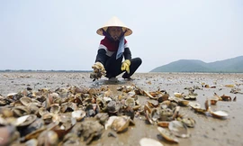 Ngao chết hàng loạt, đề nghị thanh tra các cơ sở xả thải