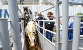 Bò sữa đầu tiên trong số 1.300 cá thể bò nhập khẩu từ Mỹ