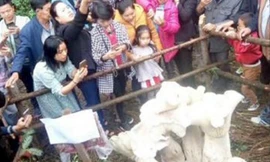 Cụ ông Trung Quốc tìm thấy khóm nấm ‘vua’ cao gần 1m