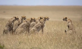 Bầy báo săn đực chầu chực để gây ấn tượng với Malaika. Ảnh: Clement Kiragu.