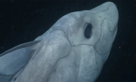 Lần đầu công bố đoạn phim về ‘cá mập ma’ cực hiếm