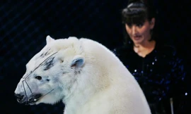 Gánh xiếc Nga gây phẫn nộ vì bạo hành gấu Bắc Cực