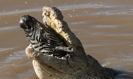 Ngựa vằn tung tăng qua sông, bị cá sấu đói mồi nuốt chửng