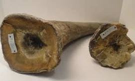 Sừng tê như thật sản xuất bằng công nghệ in 3D