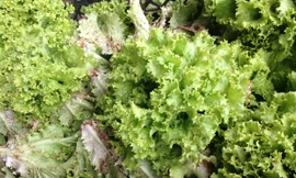 Xà lách bị dội chợ