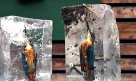 Lao xuống nước săn mồi, chim bói cá lập tức bị... đóng băng