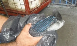 Con chim bồ câu được buộc một chiếc túi trên lưng. Trong túi có điện thoại di động và pin.