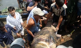 3 loài cá được mệnh danh “thủy quái” miền Tây