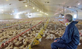 Cận cảnh quy trình 35 ngày đến bàn ăn của gà KFC