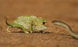 Tắc kè hoa đối đầu với rắn Mamba đen. Ảnh cắt từ clip.