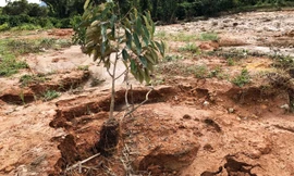 Khoảnh vườn chỉ còn trơ trọi 1 cây.