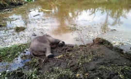 Chú voi con chết tại rẫy của người dân