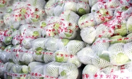 Bắp cải nhập từ Trung Quốc.