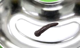 Con đỉa trâu sống trong họng người đàn ông được các BS Bệnh viện Phú Thọ gắp ra